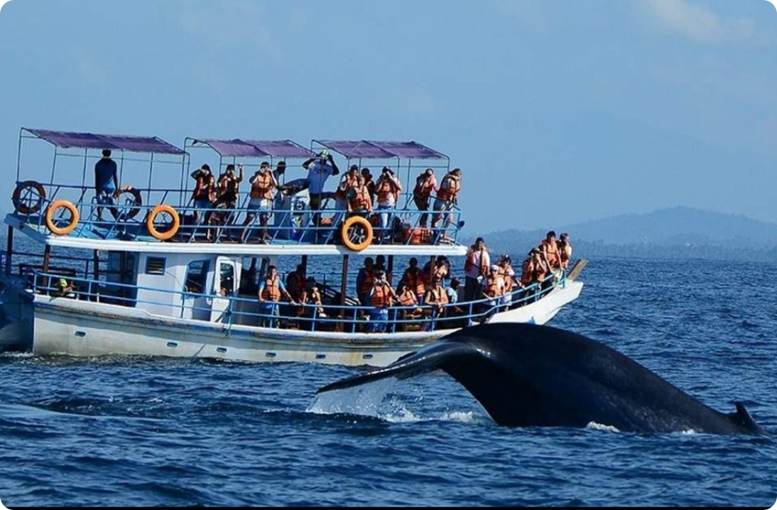 whale-watching-mirissa